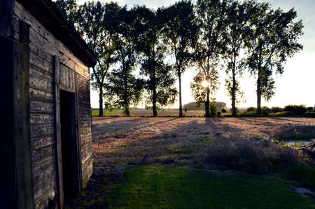Poplars on the background of a wooden houseの写真素材