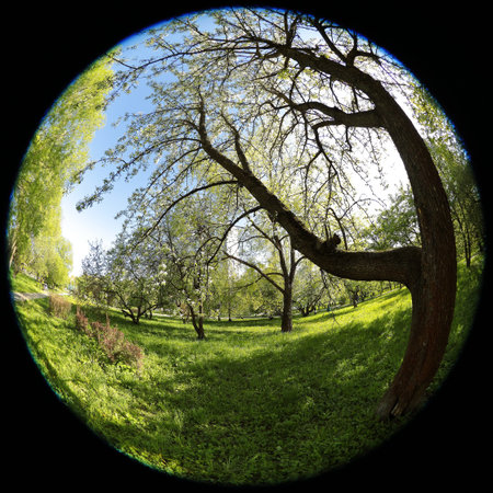 Around on Sky. Taken with a fisheye lens to give the special plate effect. Spring pear tree and...