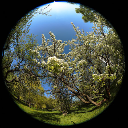 Around on Sky. Taken with a fisheye lens to give the special plate effect. Spring pear tree and...