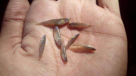 Small Fish On Handの写真素材