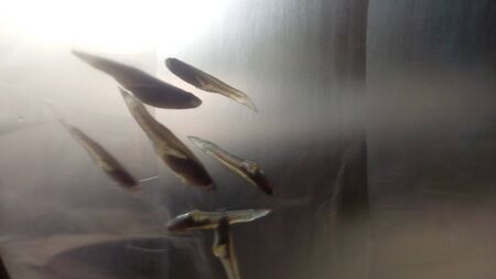 Fish in Waterの写真素材