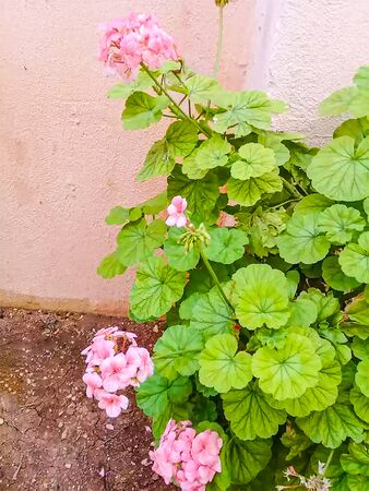 This is Background of  Pink Color  Flower With Green tree on Gardenの写真素材
