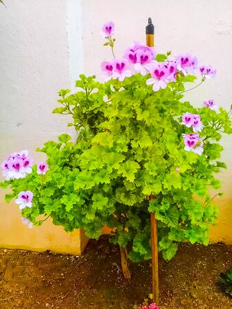 This is Background of  Pink Color  Flower With Green tree on Gardenの写真素材