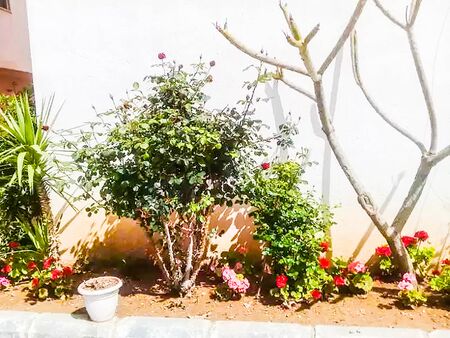 Red Color  Flower With Green tree on Gardenの写真素材