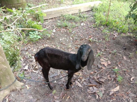 Brouwn Colored Dog on Sandの写真素材