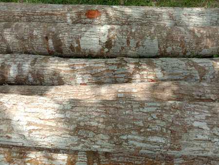 stack of firewood in forestの写真素材