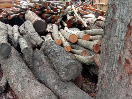 timber stock on saw millの写真素材