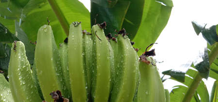 tasty and healthy raw banana bunch on gardenの写真素材