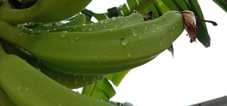tasty and healthy raw banana bunch on gardenの写真素材