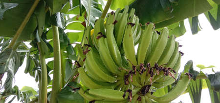tasty and healthy raw banana bunch on gardenの写真素材