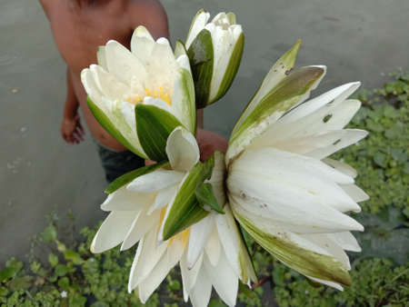 water lily flower stock on shop and in handの写真素材