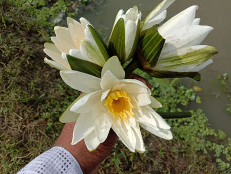water lily flower stock on shop and in handの写真素材