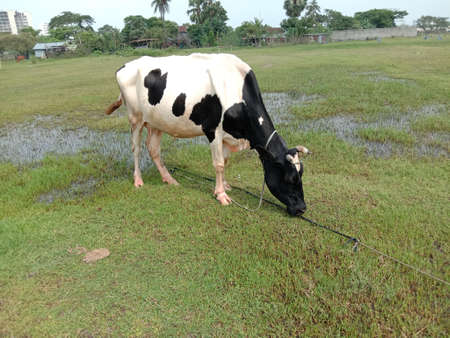 a black and white colored cow eating the grass on green fieldの写真素材