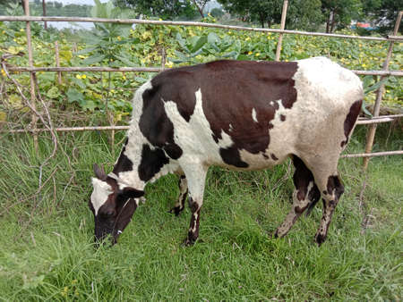 a black and white colored cow eating the grass on green fieldの写真素材