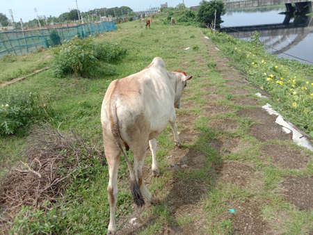 a brown colored cow eating the grass on green fieldの写真素材