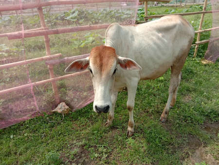 a brown colored cow eating the grass on green fieldの写真素材