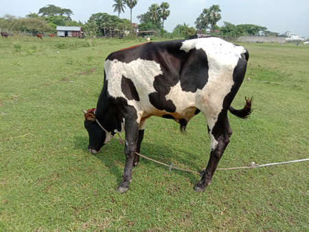 a black and white colored cow eating the grass on green fieldの写真素材