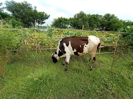 a black and white colored cow eating the grass on green fieldの写真素材