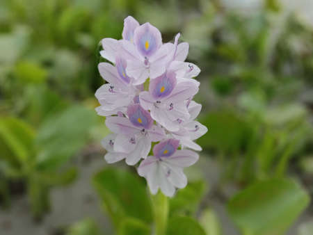pink colored beautiful flower with green leafの写真素材