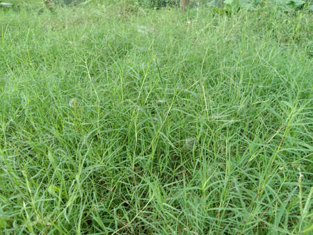 green colored grass coloseup with natureの写真素材