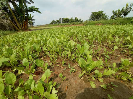 green colored grass coloseup with leaf and skyの写真素材