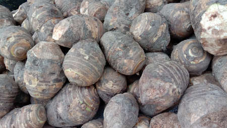 fresh and healthy arum stock on shopの写真素材