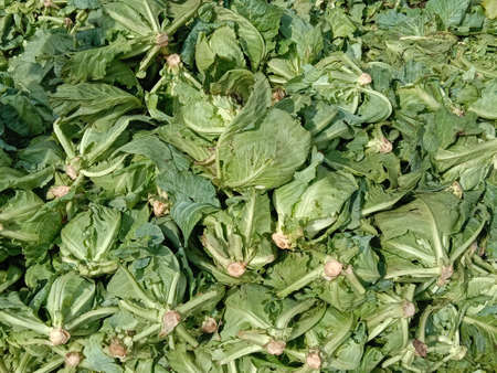 fresh tasty and healthy Cauliflower stock on shopの写真素材