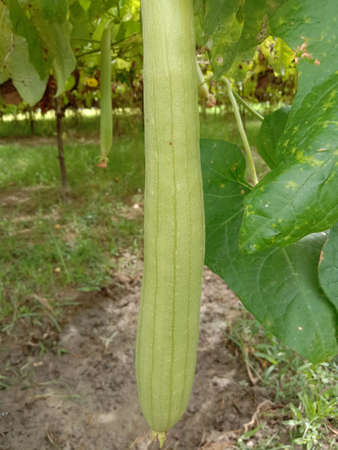 Fresh and Healthy Zucchini Closeup on tree on farmの写真素材