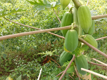 fresh healthy Green Papaya stock on shopの写真素材