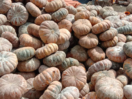 fresh healthy pumpkin stock on market for sellの写真素材