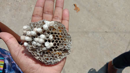 house of bolta insect that is most beautiful creation of natureの写真素材