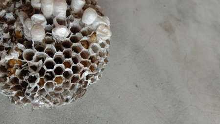 house of bolta insect that is most beautiful creation of natureの写真素材