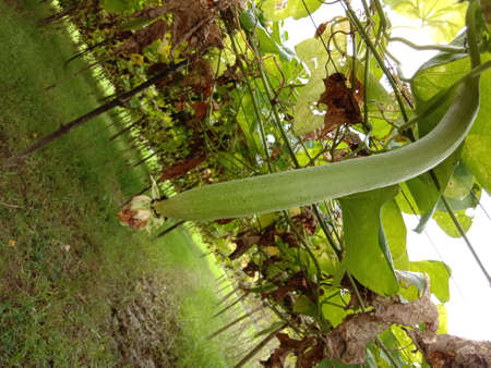 Fresh and Healthy Zucchini Closeup on tree on farmの写真素材