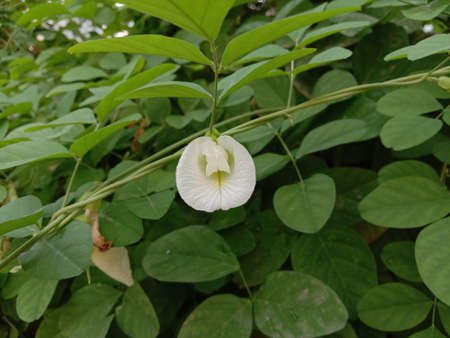 white colored flower with green tree on gardenの写真素材
