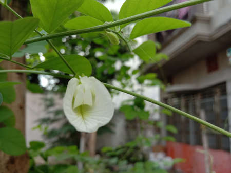 white colored flower with green tree on gardenの写真素材