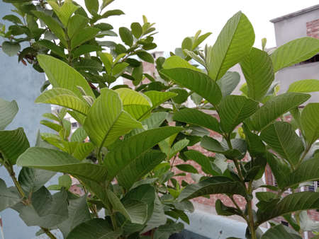 green colored guava tree on roof gardenの写真素材