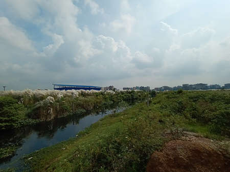 lake and green view with sky and catkin flowerの写真素材
