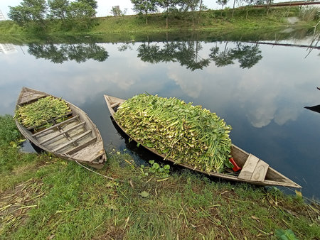 black colored wooden boat on lake with grass