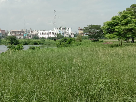 tree plant on garden with green nature