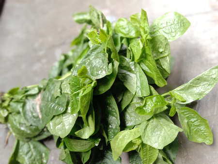 Green Leaf Closeup On Farm For Viewerの写真素材