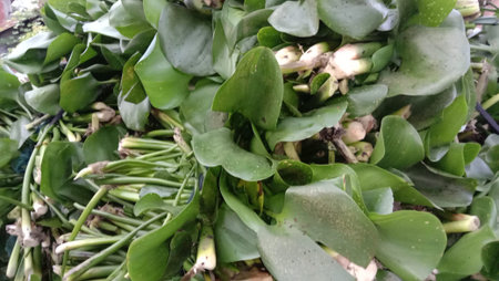Green Leaf Closeup On Farm For Viewer