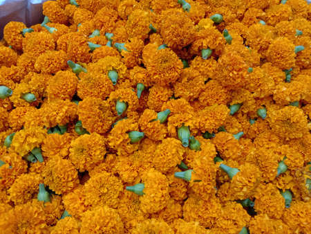 beautiful yellow colored flower backgroundの写真素材