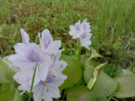 violet and white colored kochuri pana flower with green leaf