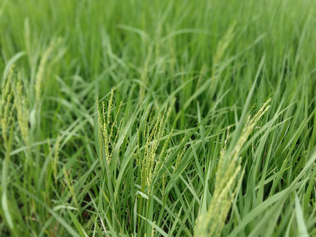 green colored paddy tree view on farm