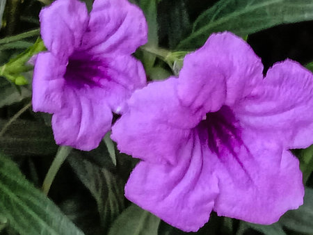 violet colored flower with green tree on harden