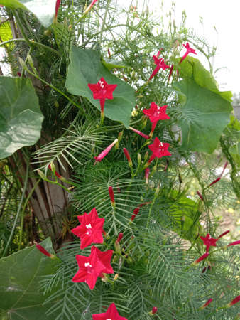 Red Color Flower With Green tree on Gardenの写真素材