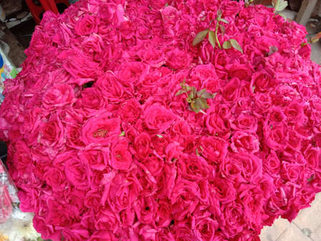 Red Color Flower stock on shop for sellの写真素材