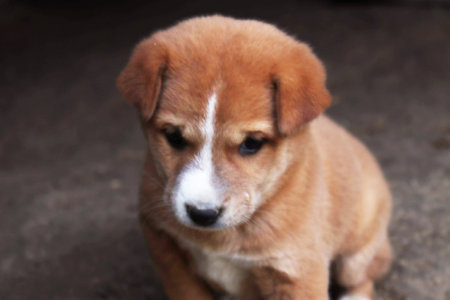 Brown Colored Dog Closeup on Roadの写真素材