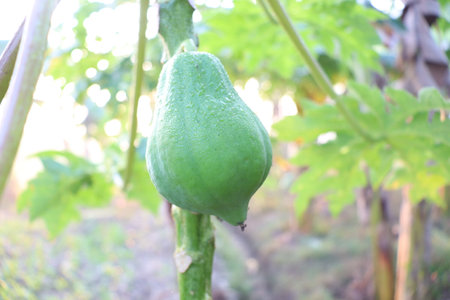 healthy green raw papaya closeup on tree in farmの写真素材