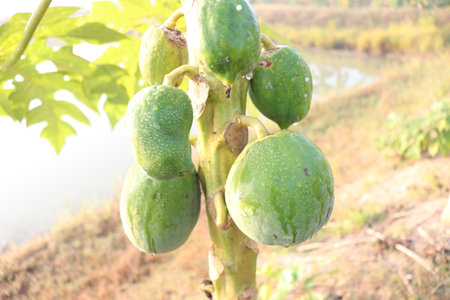 healthy green raw papaya stock on tree in farmの写真素材
